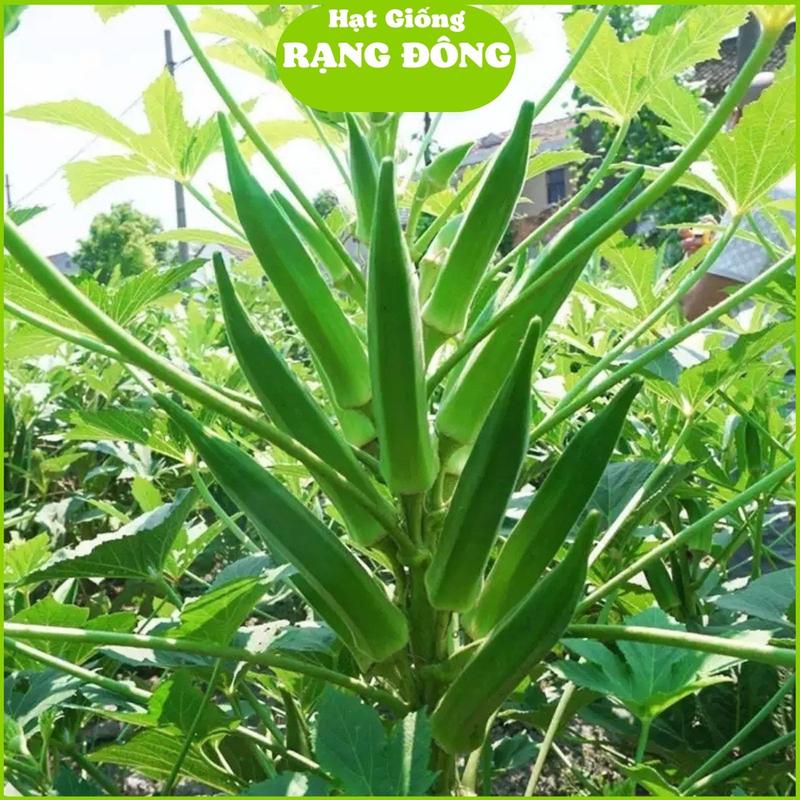 Hạt Giống Đậu Bắp Xanh Cao Sản Cây Lùn (Gói 20gram) Cây lùn, sai trái, trồng quanh năm