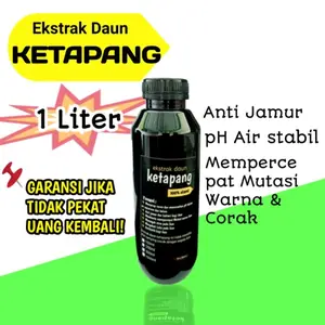 Ekstrak Daun Ketapang merah pekat 1 Liter (dikirim kemasan jurigen, kemasan botol kosong)