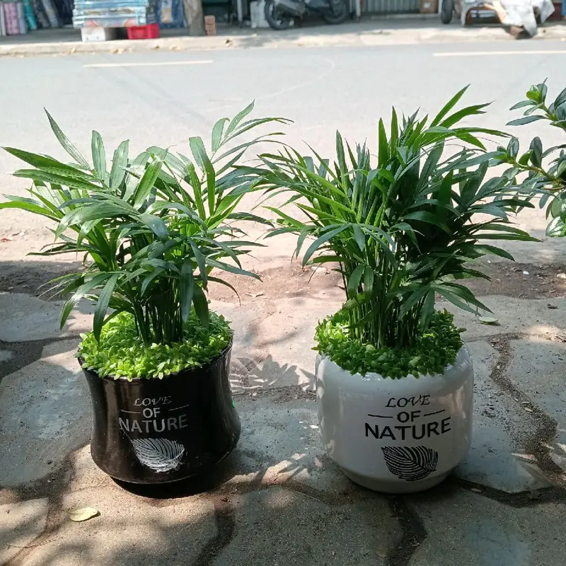 chậu cau tiểu trâm mix chậu sứ - cây để bàn 3
