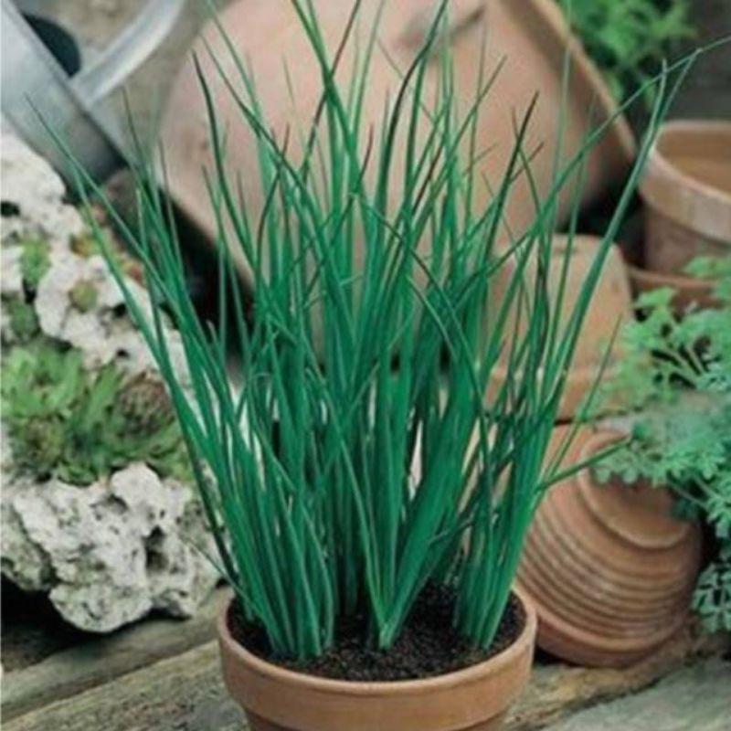 Benih Daun Kucai Hibrida Known You Seed - Benih Sayuran Gloyong Farm 1