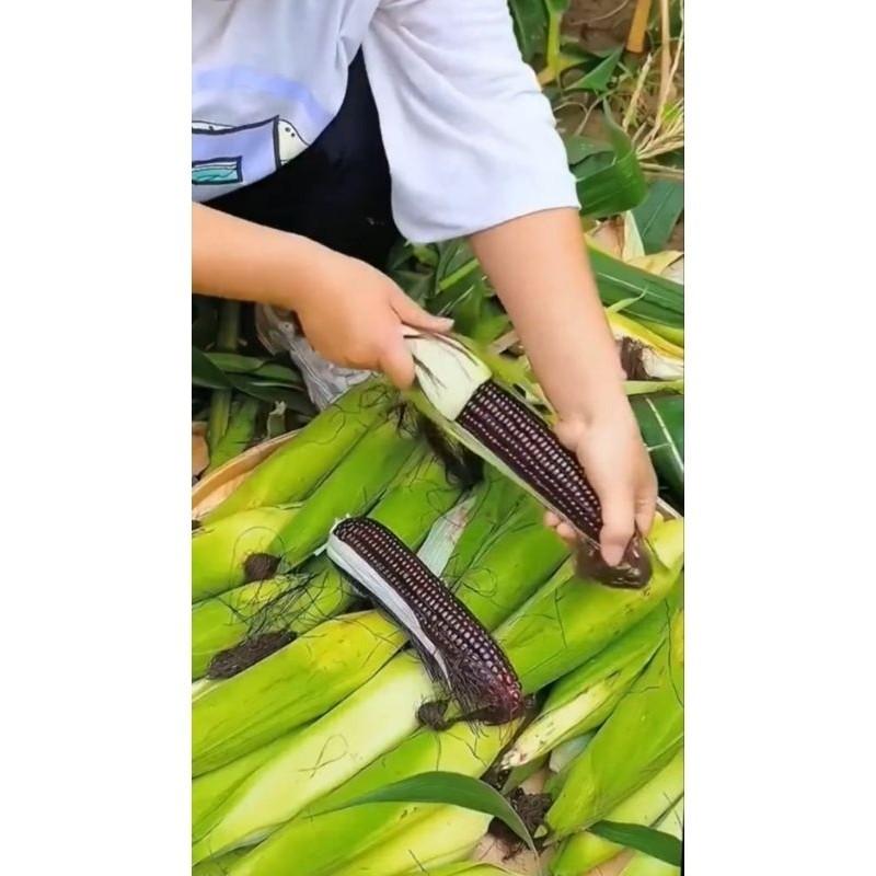 Benih Jagung Jepang Ketan (Pulut) Hitam Original 100% 2
