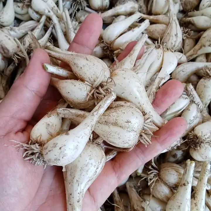 Củ kiệu huế củ to khô ráo 2kg