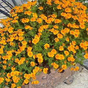 10 Granos Cempasúchil Cola de Pavo Real Flores Densas Serie Hemisférica Naranja Sólido Flores Sencillas Brillantes Naranja Puro