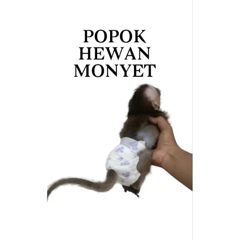 Lampin Kucing dan Anjing untuk Monyet - Model Terbaru