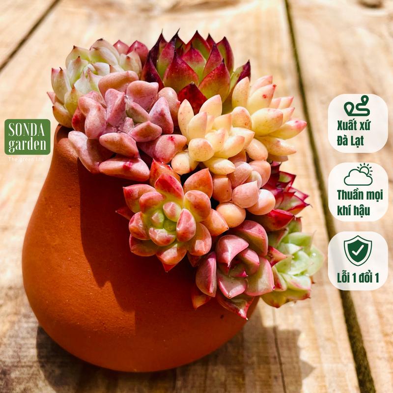 Sen đá mini trồng chậu xẻ SONDA garden cây sen đá, sen đá đẹp trang trí nhà cửa.