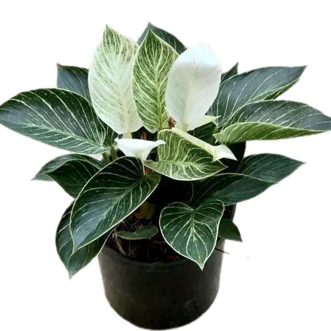 Cây Đế Vương Kim Cương, bụi 3 thân, cây trồng trong nhà, thanh lọc không khí rất tốt