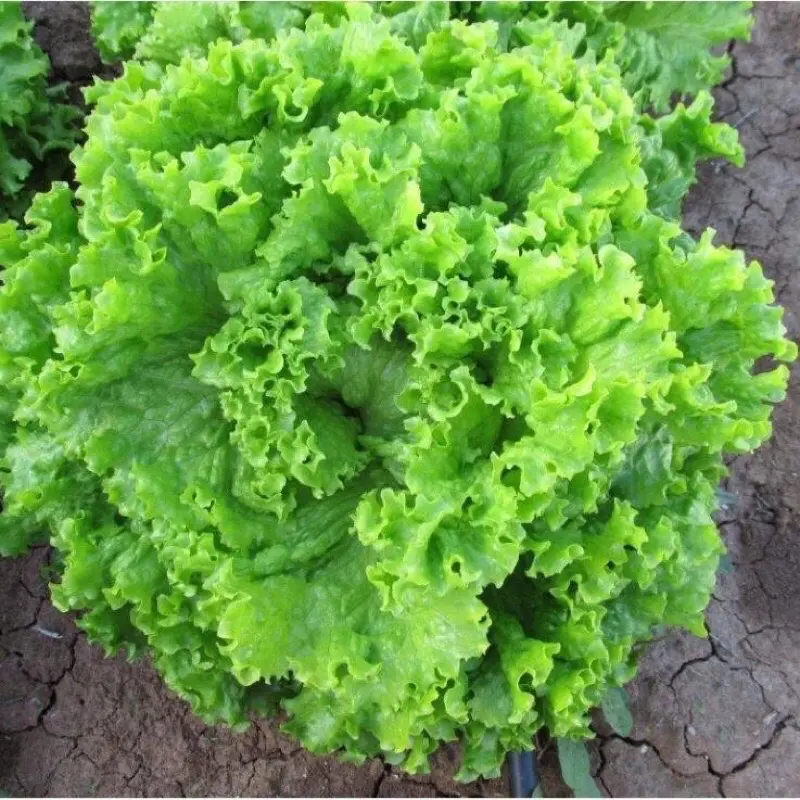 Hạt Giống Rau Cải Xà Lách Xoăn RD 708 (Gói 5gram) Chịu mưa tốt, dễ chăm sóc, cây to 2