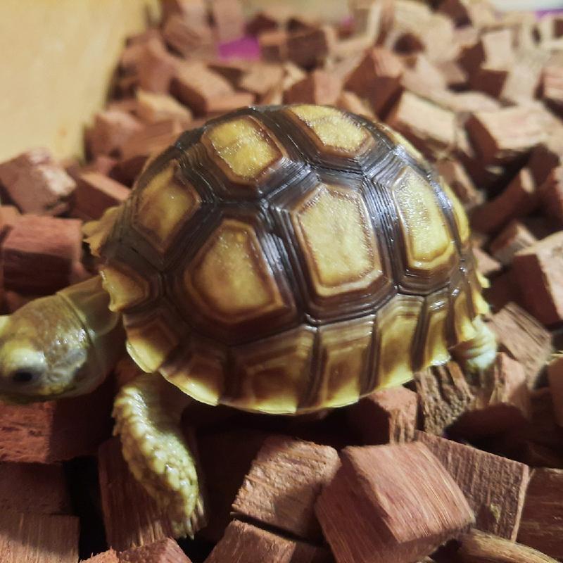 Coco Husk Alas Kandang Tortoise Reptile Kura Darat Sulcata Pardalis Termurah 2
