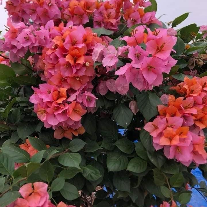 Hoa giấy tắc kè mahathir hoa chủ đạo cam- hồng - tím lúc tàng cây nguyên bản 20cm rễ khoẻ