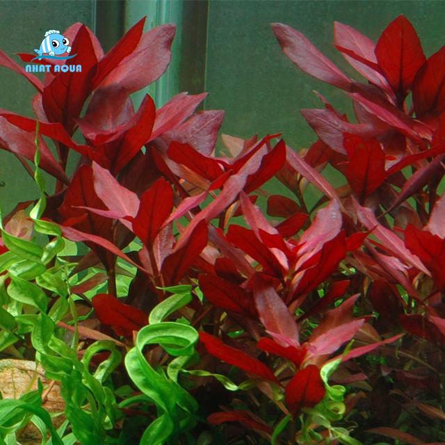 Cây Thủy Sinh Táo Đỏ (15 ngọn) 2