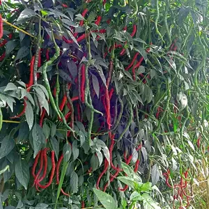 10gr benih ORIGON cabe merah keriting super tinggi 2 meter