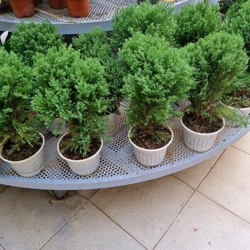 Cây tùng bồng lai - cây cảnh để bàn   Decor 2