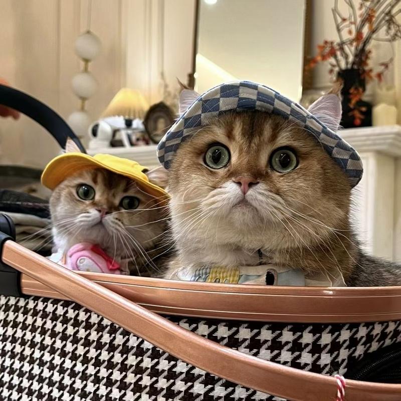 Product Introduction of Puppy Kitten Hat Corgi Cat Bucket Hat Dog Hat Thin Summer Sun Protection Summer Sun Shade Anti-Strangulation Ears 6