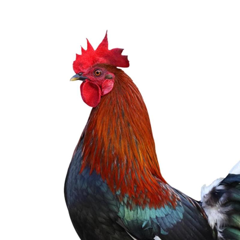 Product Introduction of Rooster Animal Statue Stakes rooster hen Animal Stakes for Lawn Yard Pathway 1