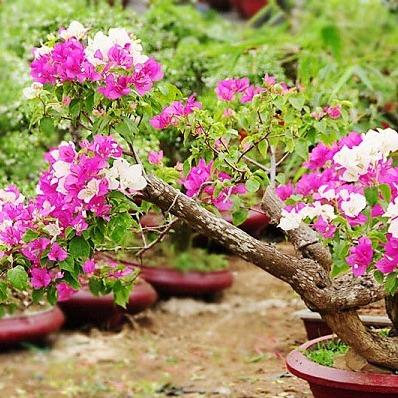 Phân bón lá hỗ trợ chống rụng cánh hoa mai vàng hoa giấy hoa lan 3