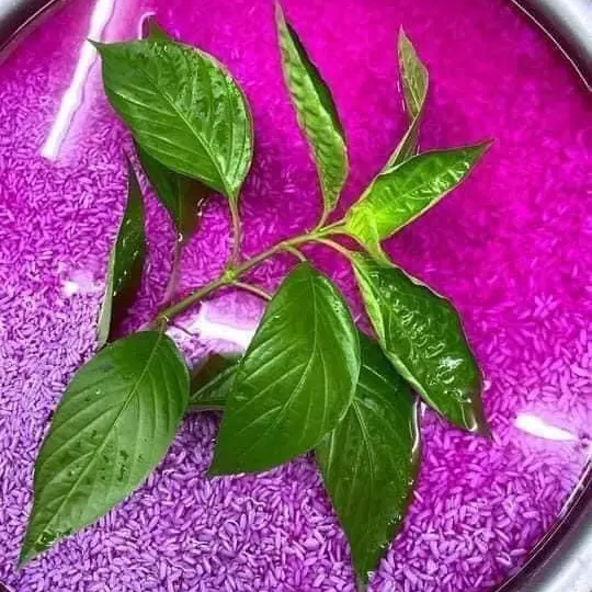 Cây Cẩm tím- cẩm đỏ- lớn siêu nhanh