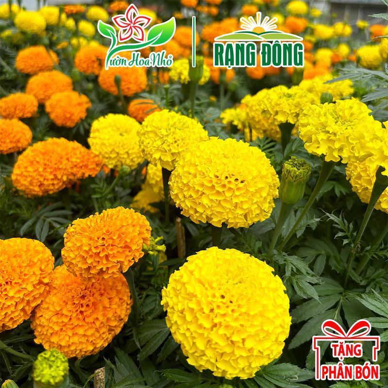 Hạt Giống Hoa Vạn Thọ Rạng Đông 0.1g + Tặng Phân Bón