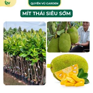   C41  Cây giống mít Thái siêu sớm cho trái chỉ sau 1 năm trồng năng suất cao 