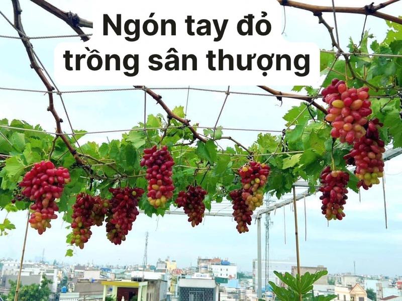 Product Introduction of Hai cây nho giống 1 kẹo 1 bailey 7