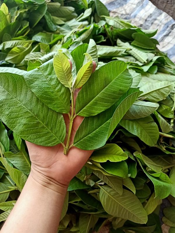 30 túi trà ổi x3gam, đọt ổi khô xay nhiễn, đóng túi zip giấy, trà thảo mộc trà thảo 4