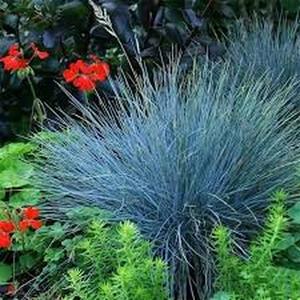 50 granos Festuca Azul Elijah Blue Festuca glauca Compacto y Azulado para Bordes y Rocallas