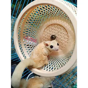 Jogging Wheels Jumbo Tempel - Running Wheels Sugar glider, Hamster, Landak Mini, Tupai