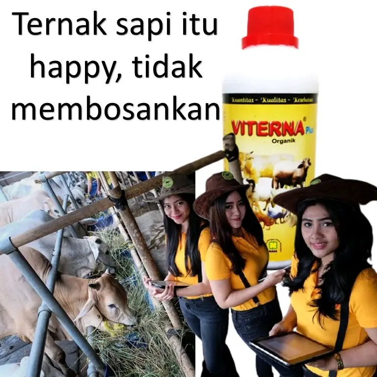 VITERNA PENGGEMUK SGALA TERNAK//OBAT VITAMIN//PANEN LEBIH CEPAT