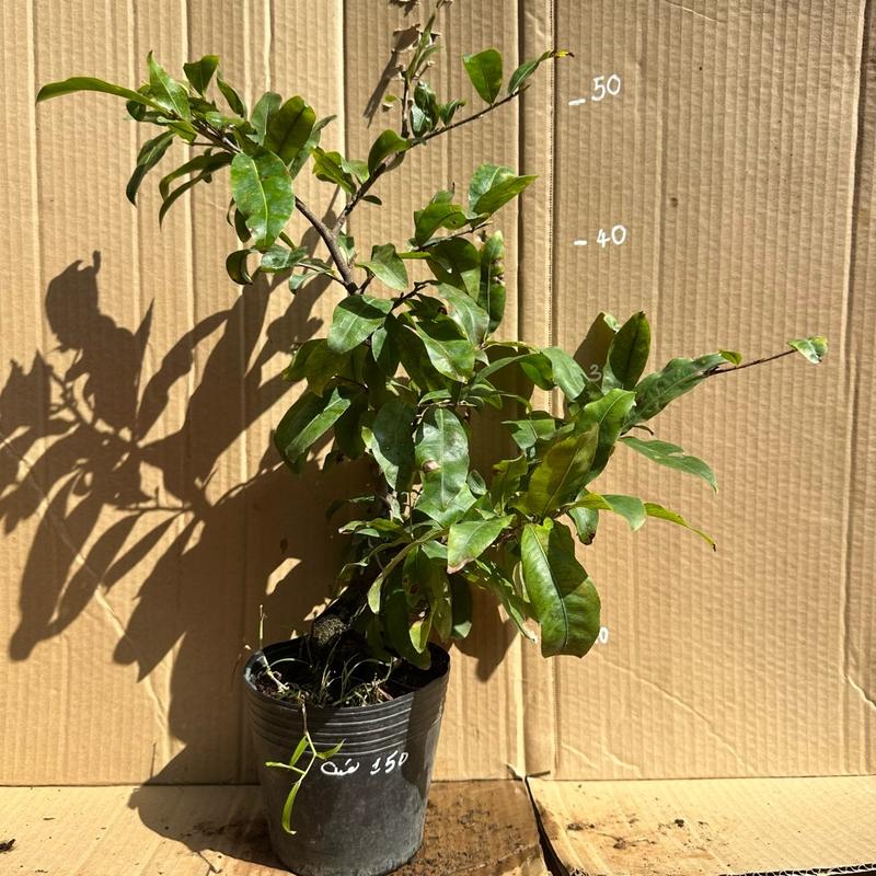 Cây mai cúc 150 cánh, hoa chùm - gốc ghép bonsai