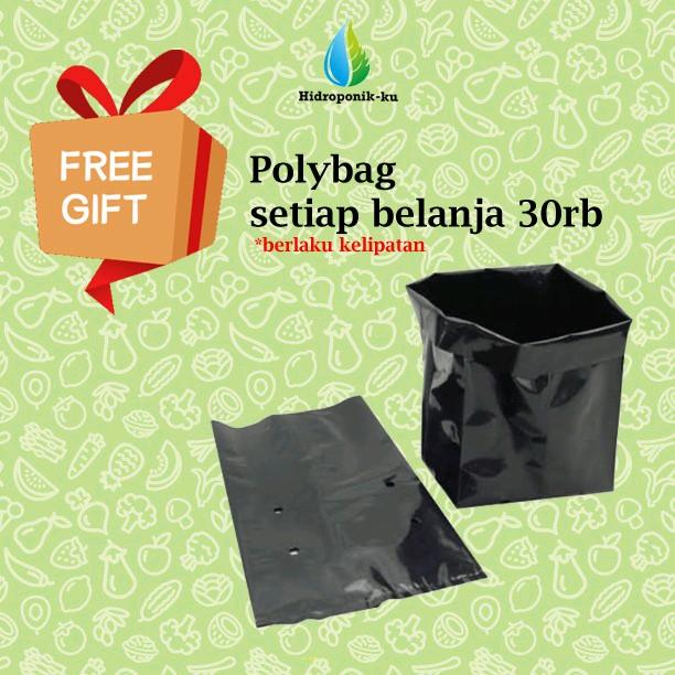 Bibit / Benih Timun Jepang Import (25 Butir) Hidroponik Ku 6