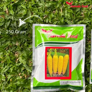 250gr Biji - benih jagung manis baruna stok baru usia panen 60-65hst