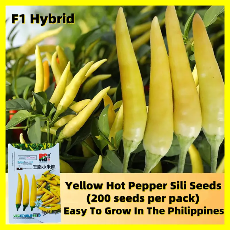 Yellow Pepper Seeds for Planting - Hybrid 200 Seeds Hot Pepper Sili Vegetable Seeds for Gardening Yellow Hot Pepper Seeds for Planting Vegetables Chili Seeds Sili Seeds Chili Pepper Vegetable Plants Seeds and Bulbs Siling Labuyo Indoor Plants Real Plants