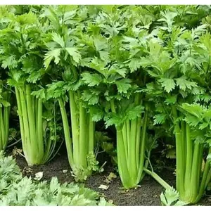 1000 Biji - Benih Sayuran Seledri Unggul Mudah Tumbuh Bibit Daun Seledri Tanaman