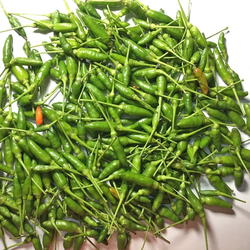 Hạt Giống Ớt Hiểm Xanh, Ớt Chỉ Thiên, Ớt Sừng Vàng - hat giống 4 mùa 3
