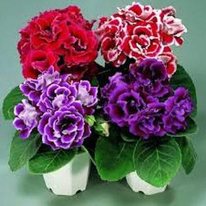 100 Granos，Semillas de Gloxinia Bordes Púrpura，Flor Luminosa，Fácil de Cultivar，Resistente a Sombra，Adorno de Espacios Verdes，Balcones y Patios