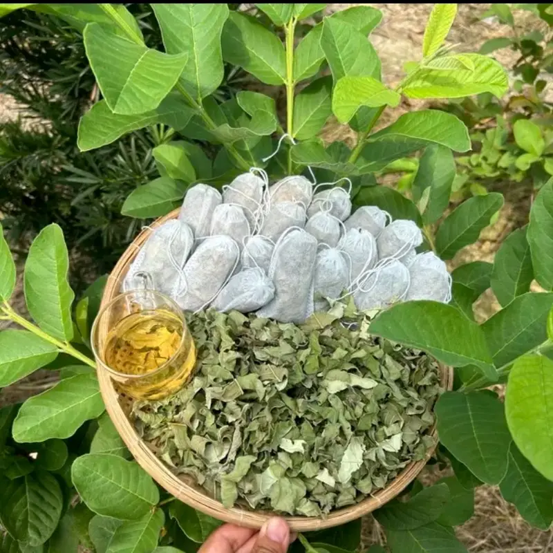 COMBO 30 TÚI LỌC TRÀ LÁ Ổi  Nước Trà Tea 2