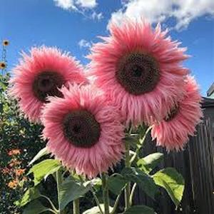 SemillasdeGirasolRosa200GranosBellezaRománticaTonoRosadoDulceResistentealCalorIdealparaJardinesBalconesyDecoración