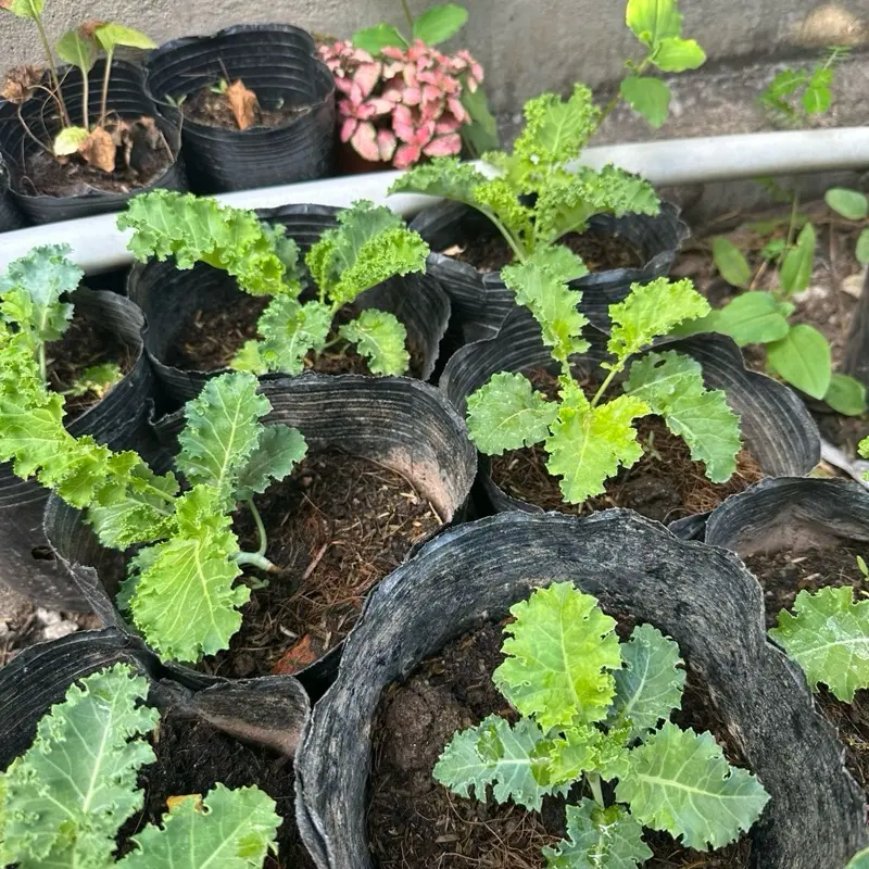 Gói hạt giống cải kale xoăn [ rau cảnh & ăn lá ]