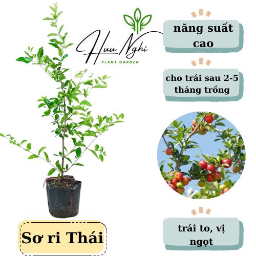 Cây giống Sơri Thái (trái to), cây sơri thái, cây chiết, nhanh cho trái