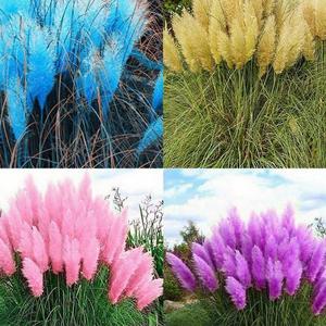 SemillasdeCortaderiaSelloanaMixtas100GranosPastodePlumasMulticoloresPlantaOrnamentalPerenneResistentealCalorparaJardinesyFloresSecas