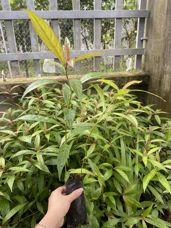 Cây giống Hoàn Ngọc Đỏ - Tốt sức khỏe, triị nóngg trong người 4
