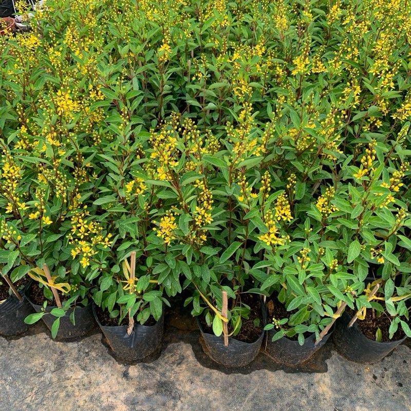 Chậu hoa kim đồng (Galphimia gracillis) - kim đồng vàng 5
