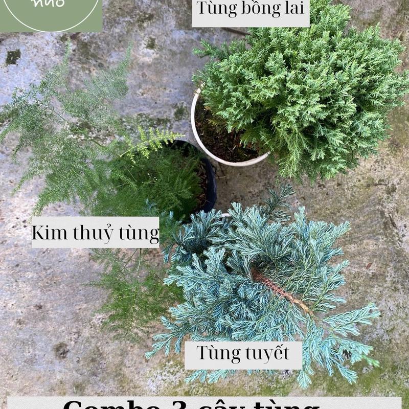 COMBO 3 cây tùng size MINI hợp mệnh Kim - Tùng bồng lai, Tùng tuyết, kim thuỷ tùng - Cây cảnh để bàn, lọc không khí