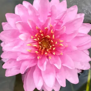 CÂY CẢNH THỦY SINH