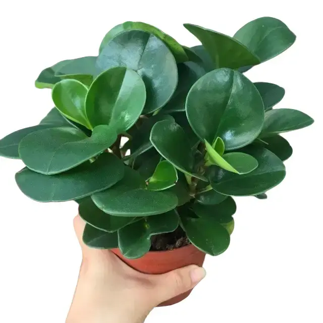 ￼Cây trường sinh - trường sinh để bàn cao 12cm giúp thanh lọc không khí trang trí bàn làm việc