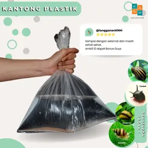 Kantong Plastik Free Pembersih Keong Hama dan Algae Ornamen Turbo Tanduk Bumble Bee Assasin Aquascape Aquarium Akuarium