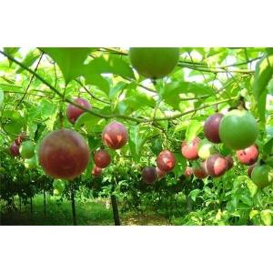 (C20) Cây Giống Chanh Leo Tím Giống Cây Phát Triển Nhanh Cho Quả Sớm Năng Suất Cao 1