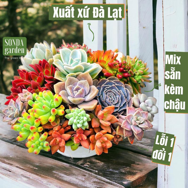 Sen đá set mix quà tặng 20/10 SONDA GARDEN đường kính 20-22cm, quà tặng sen đá, cây cảnh trang trí nhà cửa, lỗi 1 đổi 1