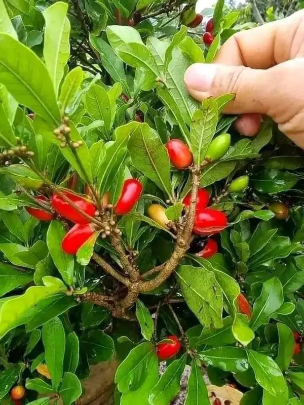 Cây giống Thần Kỳ- Synsepalum dulcificum- cây cảnh sinh trưởng khỏe 3