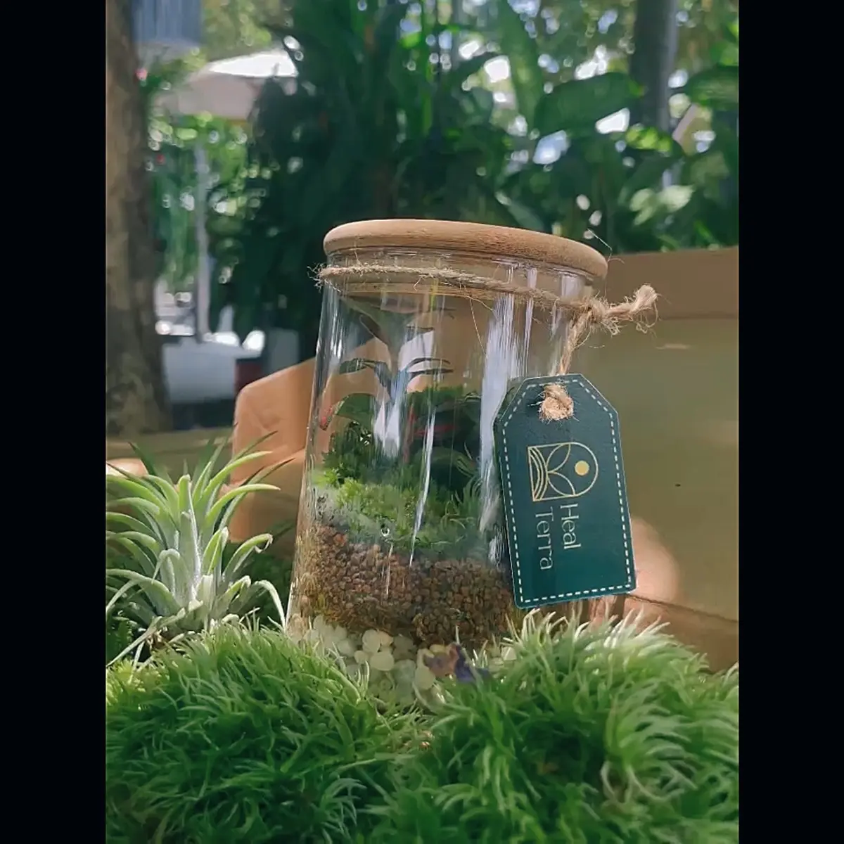 Bộ set up sẵn Terrarium dành cho mọi nhà