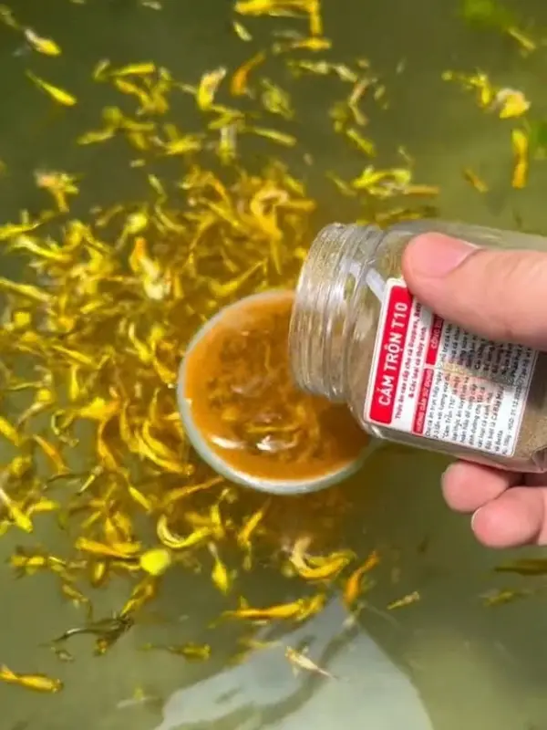 [ MUA 1 TẶNG 1] Cám trông T10 (50g) - Thức ăn cho cá Guppy, betta và các loại cá thủy sinh kích thích tăng trưởng tốt 2